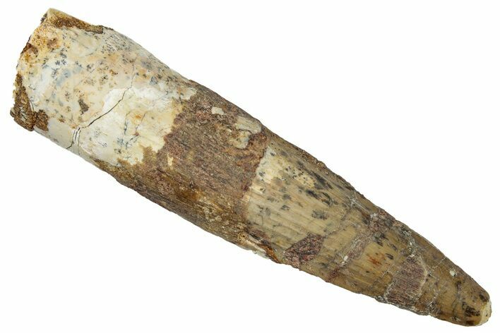 Fossil Spinosaurus Tooth - Real Dinosaur Tooth #305837